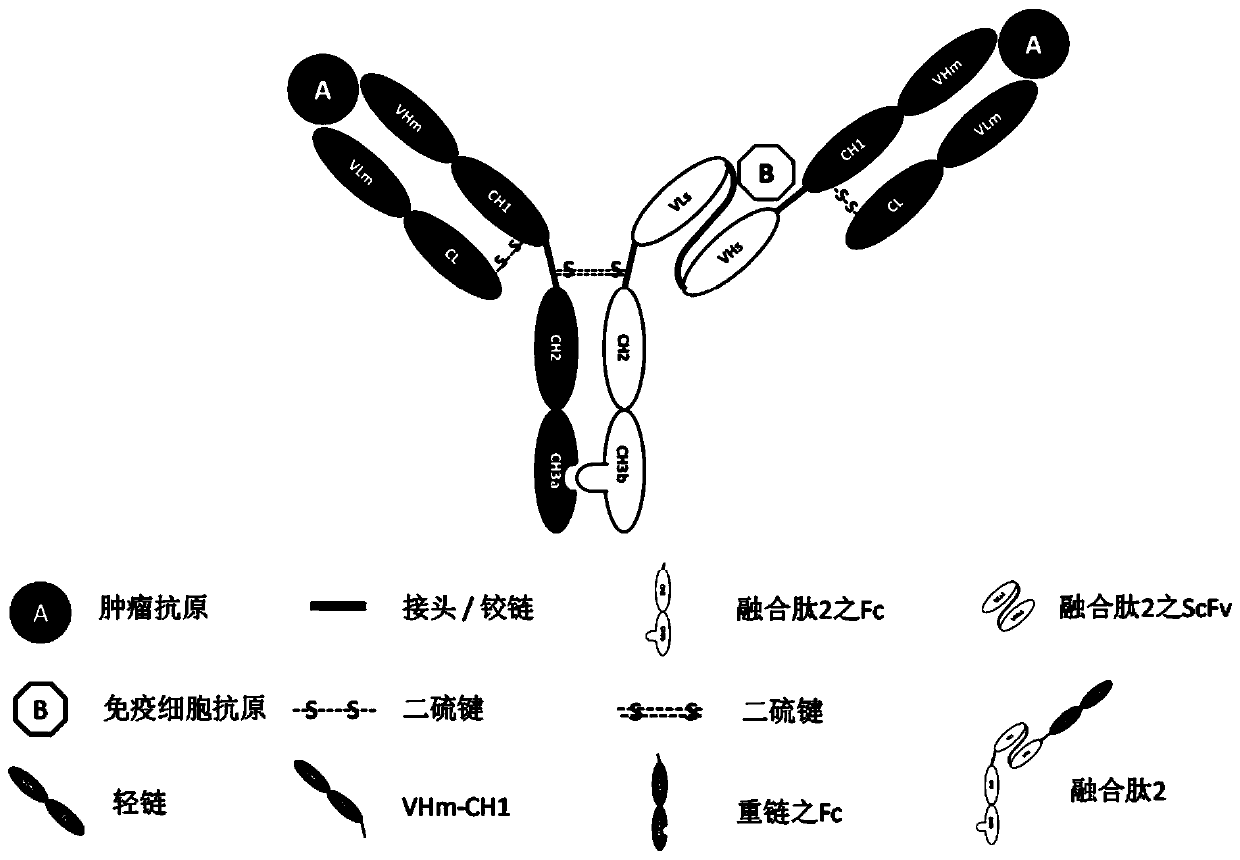 Modified Fc fragment, antibody comprising same, and use thereof