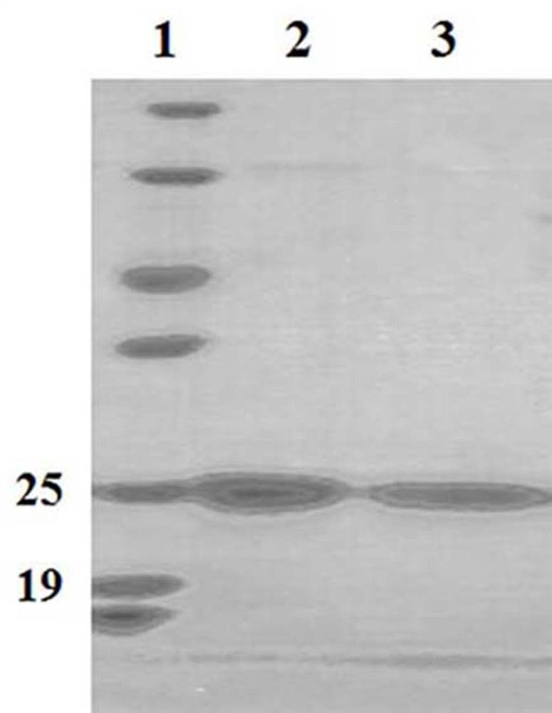 A mutant cytokine fusion protein for the treatment of metabolic diseases