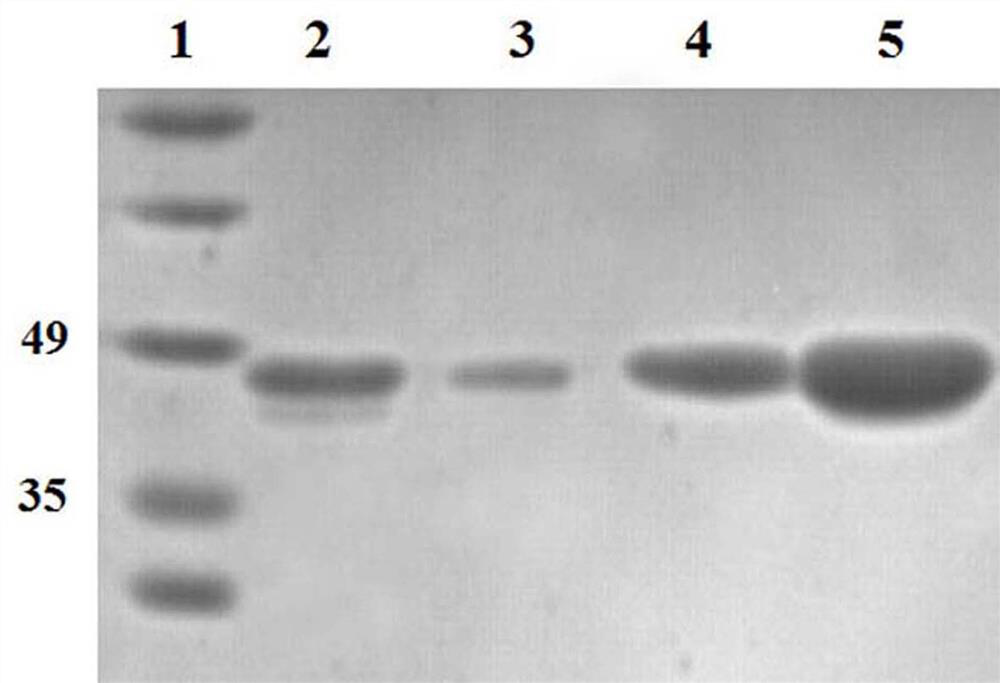 A mutant cytokine fusion protein for the treatment of metabolic diseases