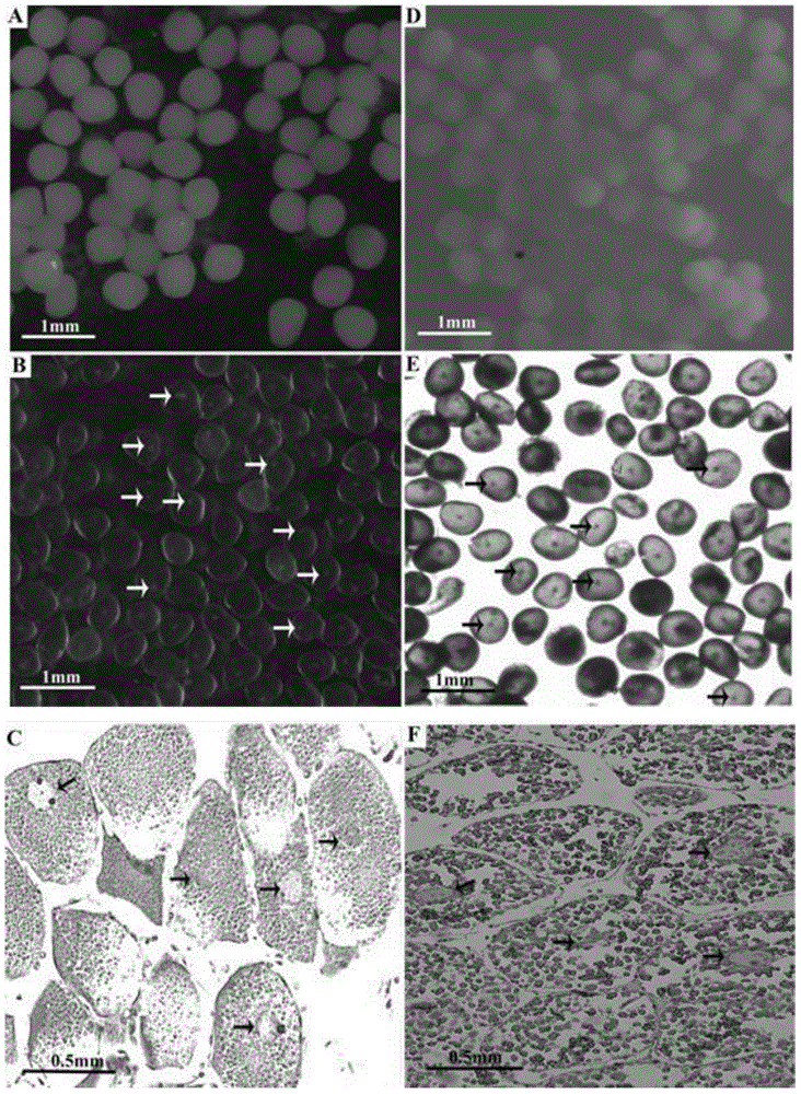 Transparent liquid for rapidly identifying oocyte nuclei of shrimps and crabs