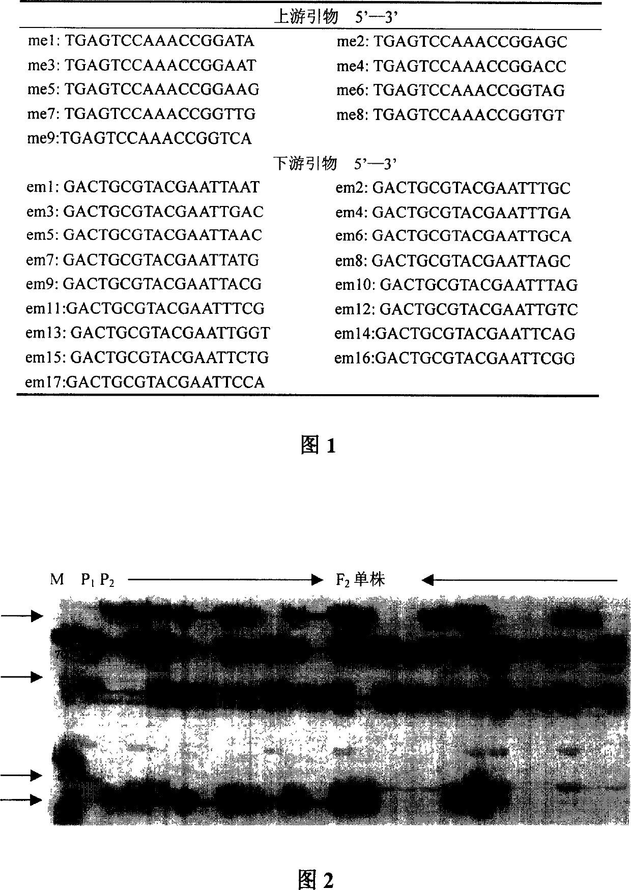 Molecular genetic linkage mapping method of cotton