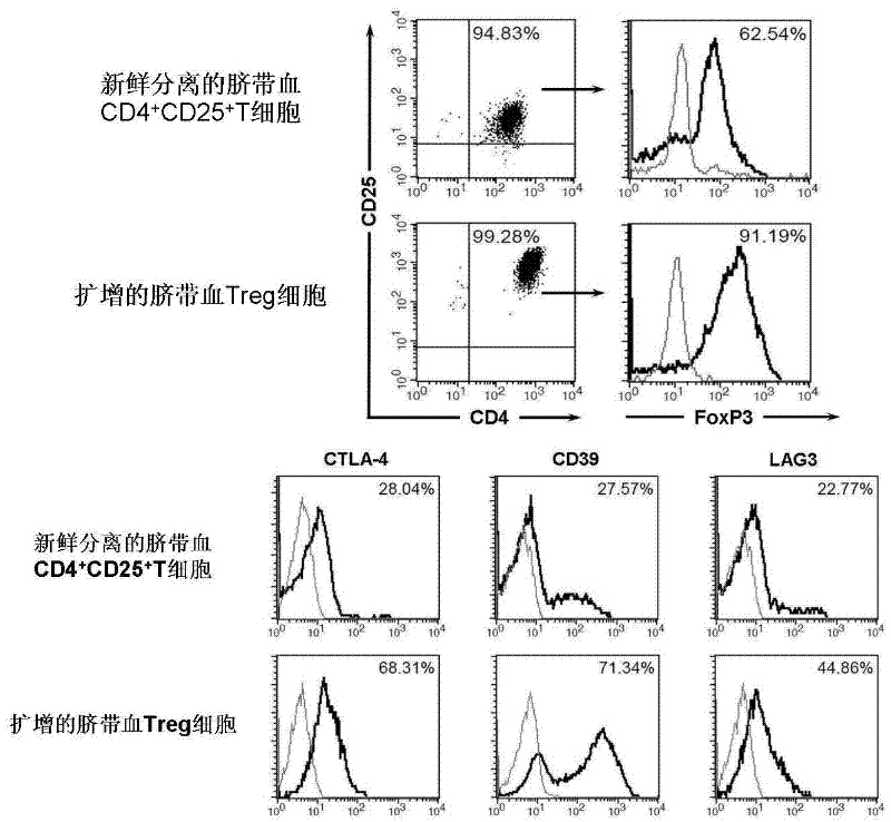 In vitro amplification and low-temperature storage method for regulatory T cells of umbilical cord blood