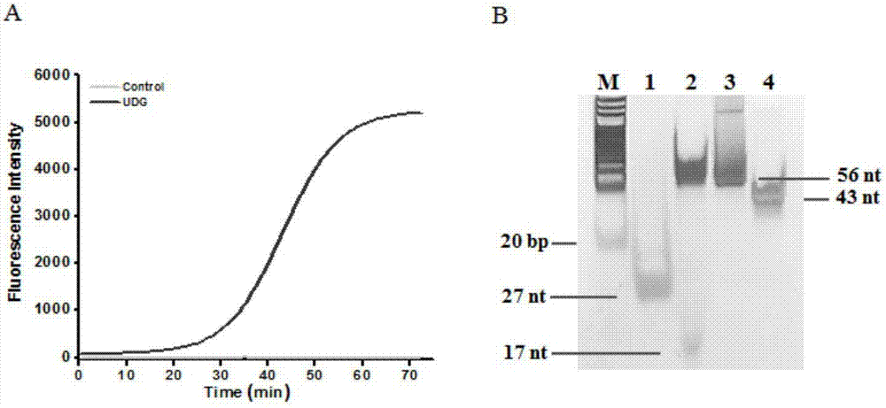 Method of detecting UDG activity by enzyme-mediated two-step serial signal amplification based on excision repair