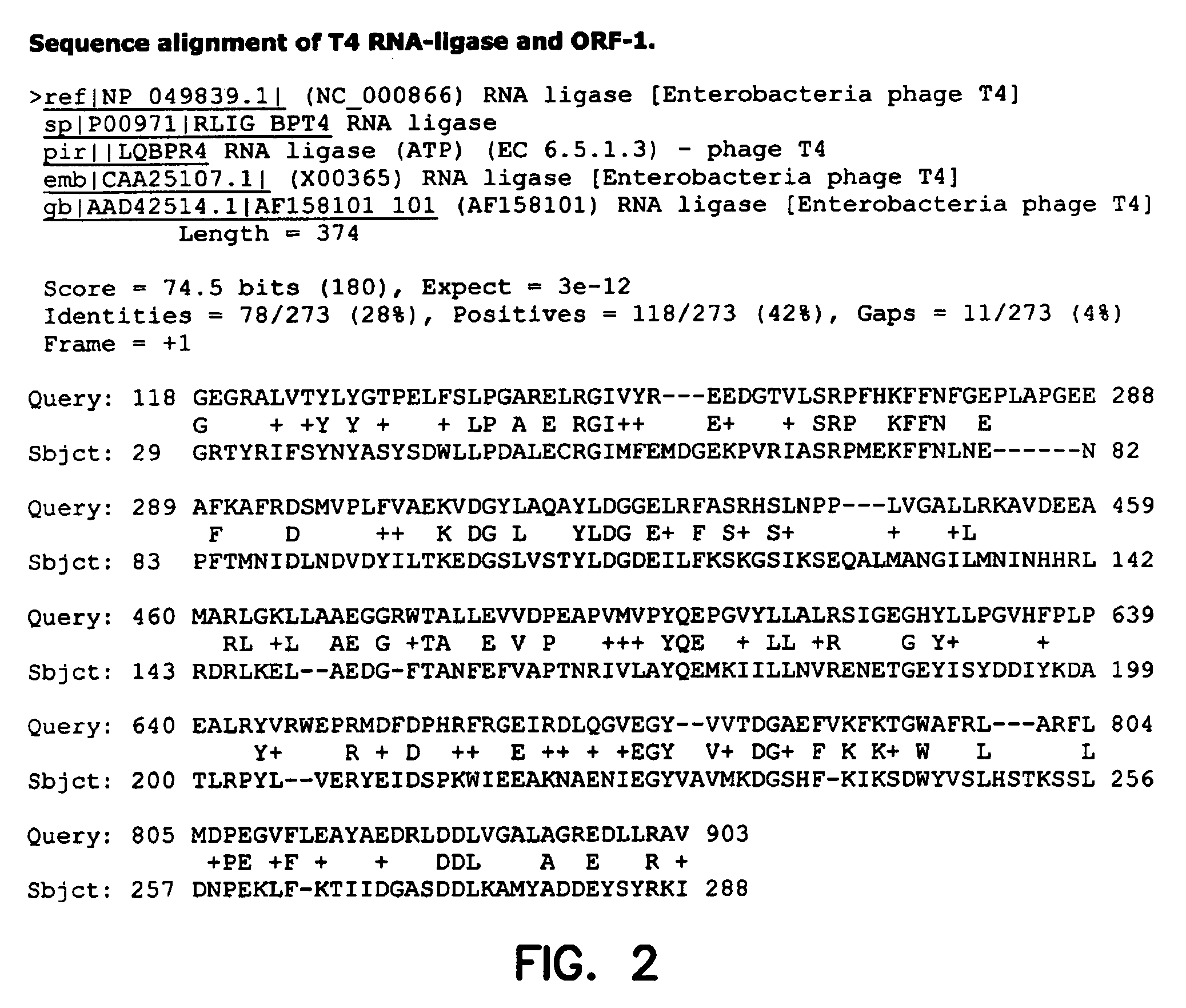 Thermostable RNA ligase from thermus phage