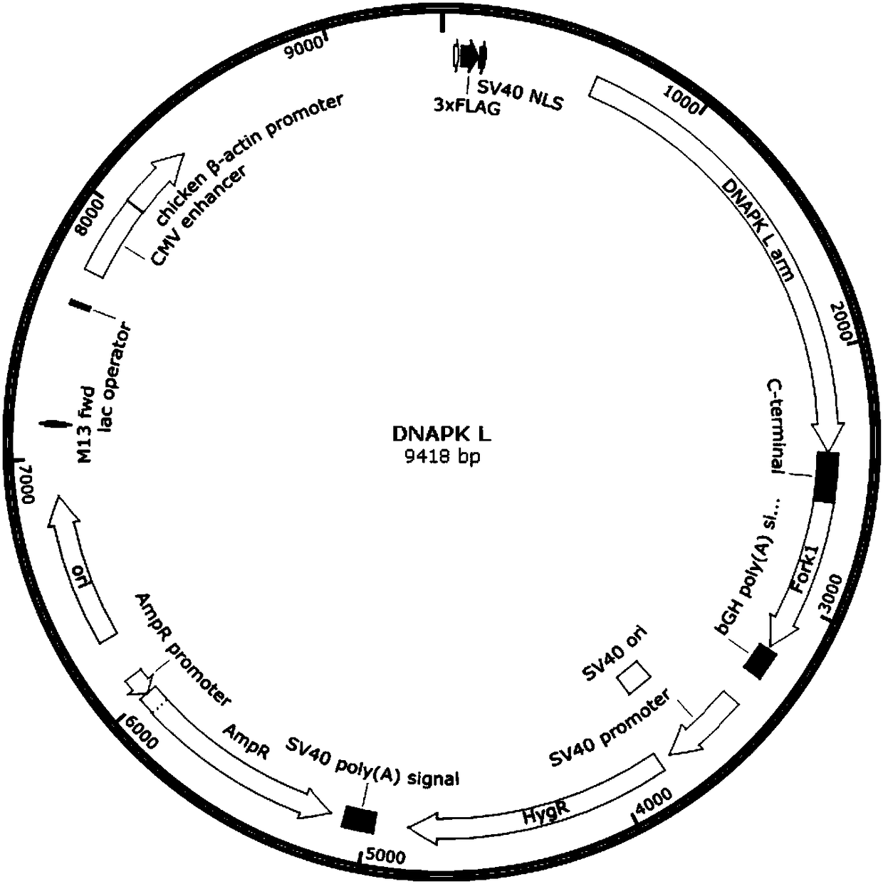 Plasmid composition, DNAPK gene knockout rat model building method and application