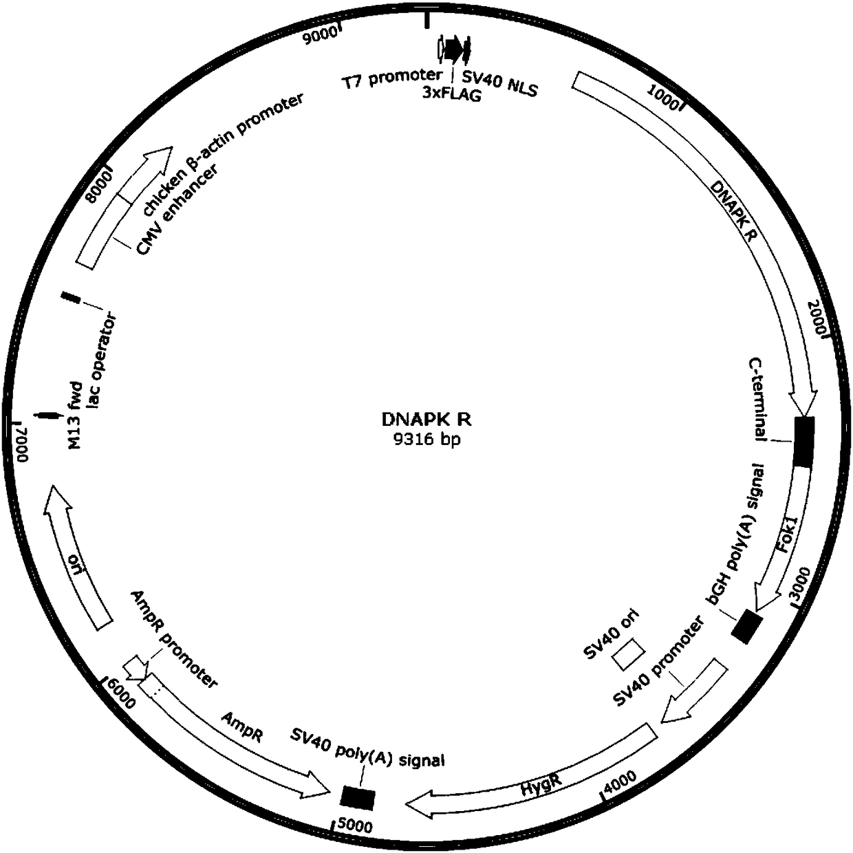 Plasmid composition, DNAPK gene knockout rat model building method and application