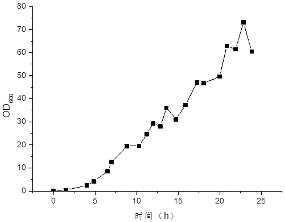 Re -reorganized amine restoration enzyme E. coli engineering fungus of the rapid high -density fermentation method