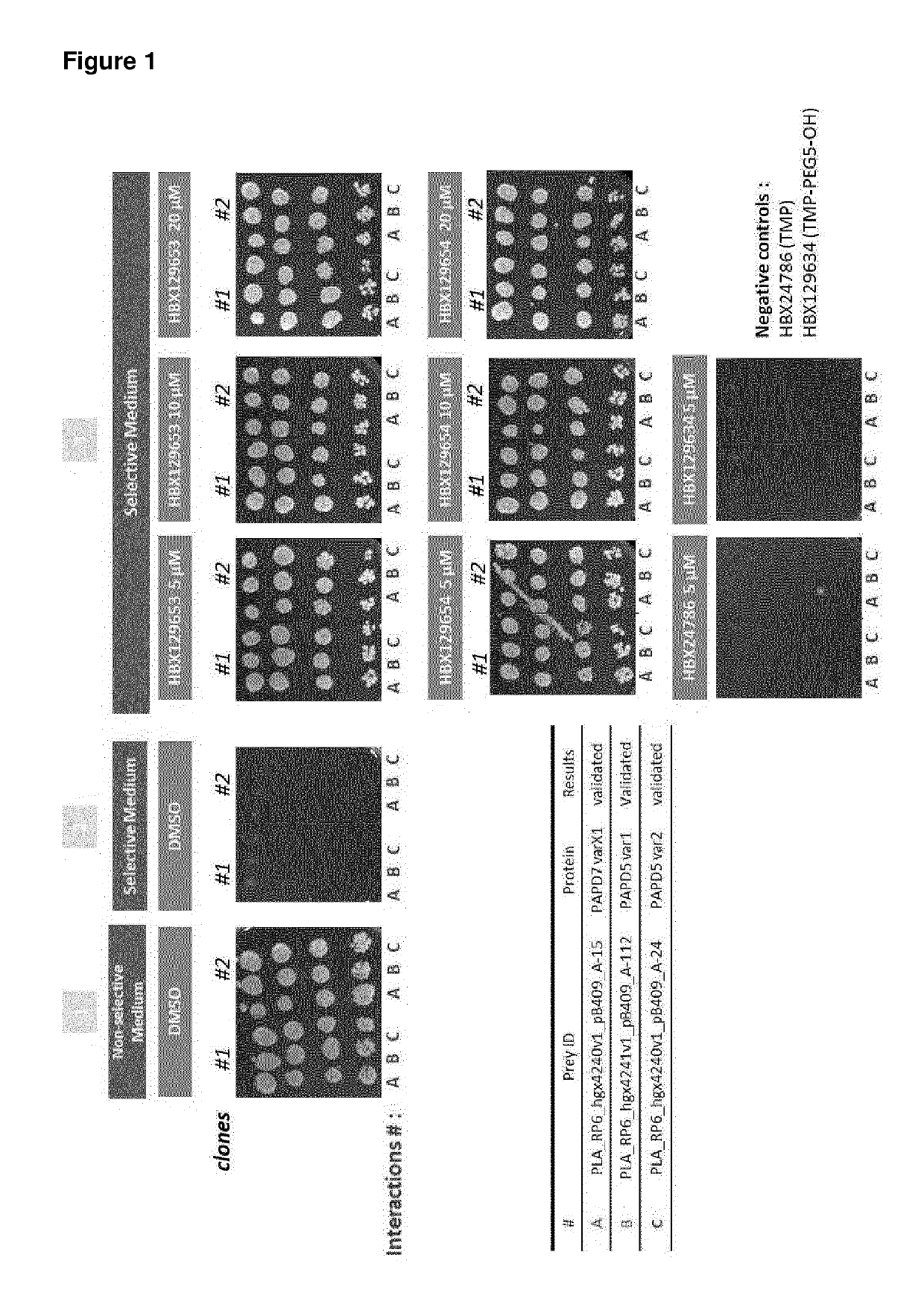 Papd5 and papd7 inhibitors for treating a hepatitis b infection