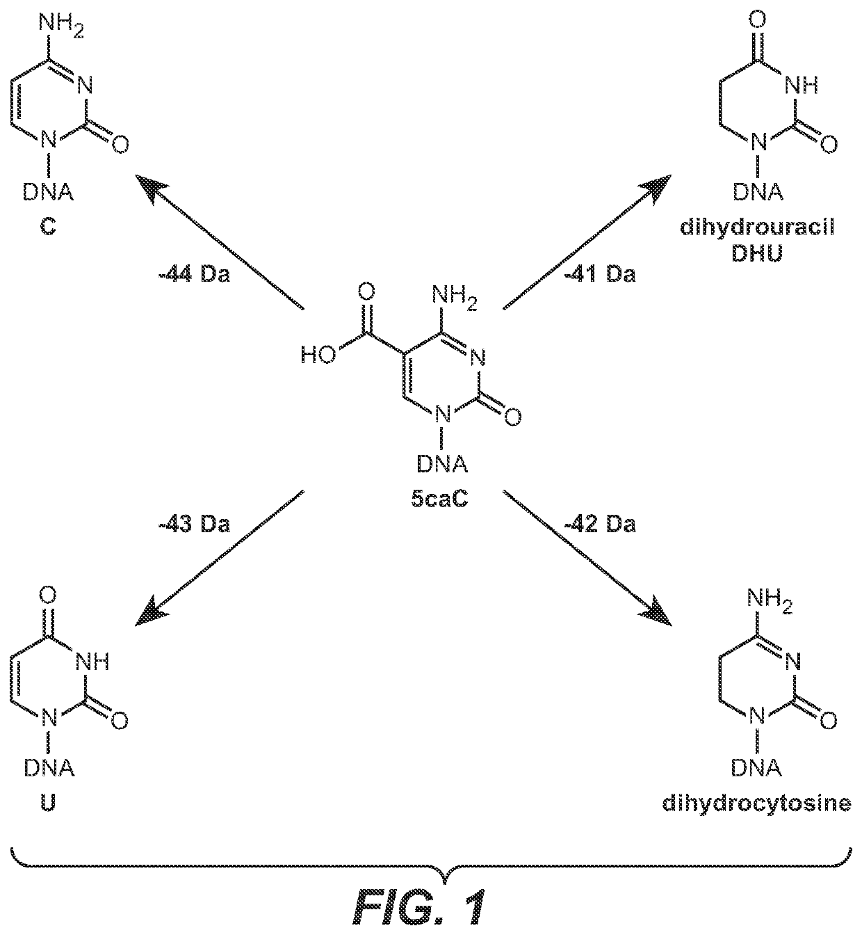 Methods for the epigenetic analysis of DNA, particularly cell-free DNA