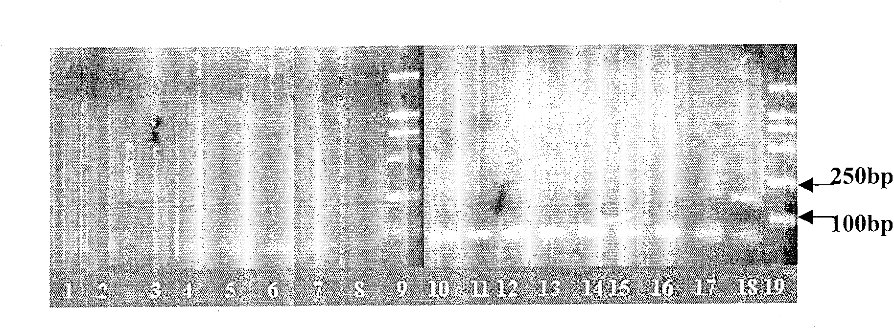 Method for detecting growth rate of skeletonema costatum