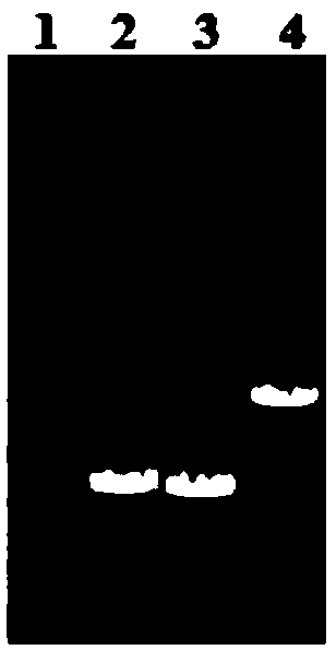 Preparation method of bacillus licheniformis for producing poly gamma-glutamic acid at high yield and application