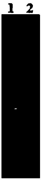 Preparation method of bacillus licheniformis for producing poly gamma-glutamic acid at high yield and application