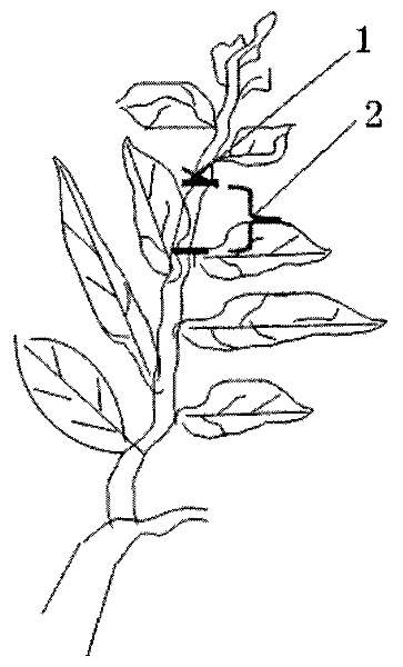 Method for cultivating early-harvesting high-quality high-yield lemon trees