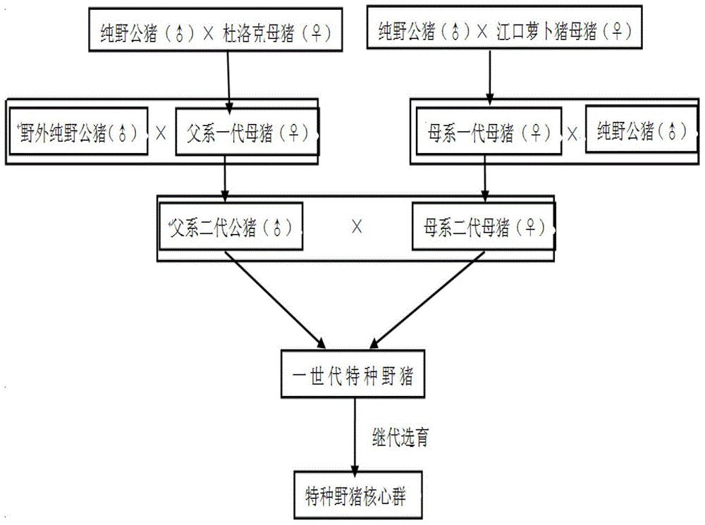 Method for cross-breeding special wild boar through domestic boar and wild boar