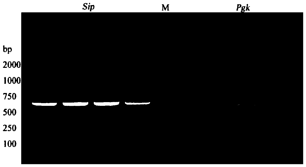 Recombinant lactococcus lactis and tilapia streptococcus agalactiae disease vaccine