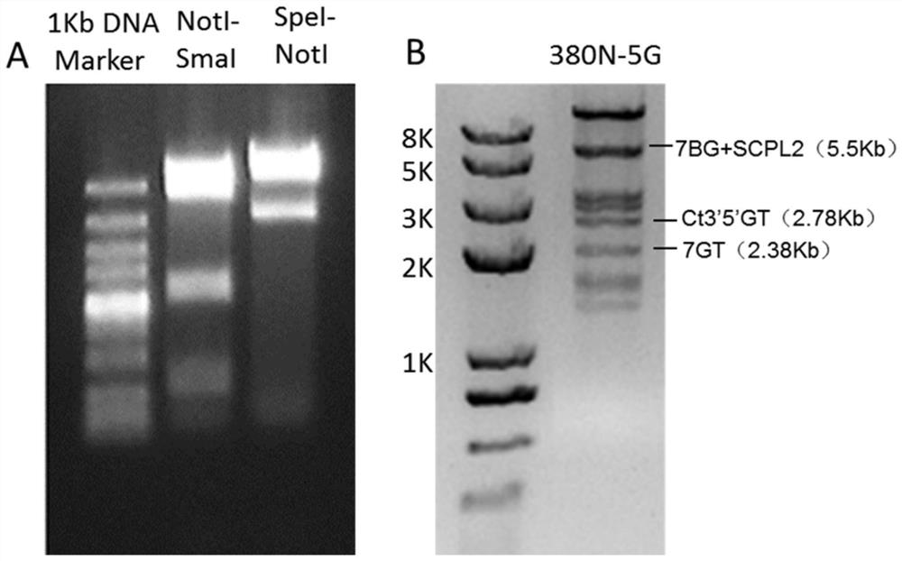 Method for cultivating blue chrysanthemum by synthesizing related genes through co-transfecting delphinin