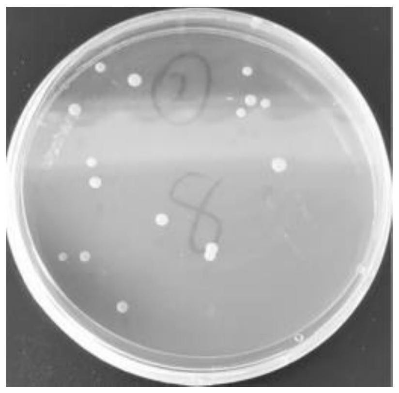 Lactobacillus plantarum and application thereof in preparation of medicine or food for relieving diseases caused by hyperlipidemia