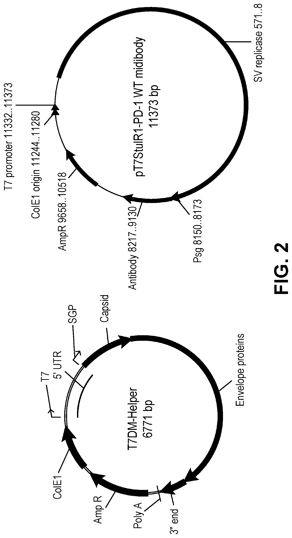 Induction and enhancement of antitumor immunity involving sindbis virus vectors expressing immune checkpoint proteins