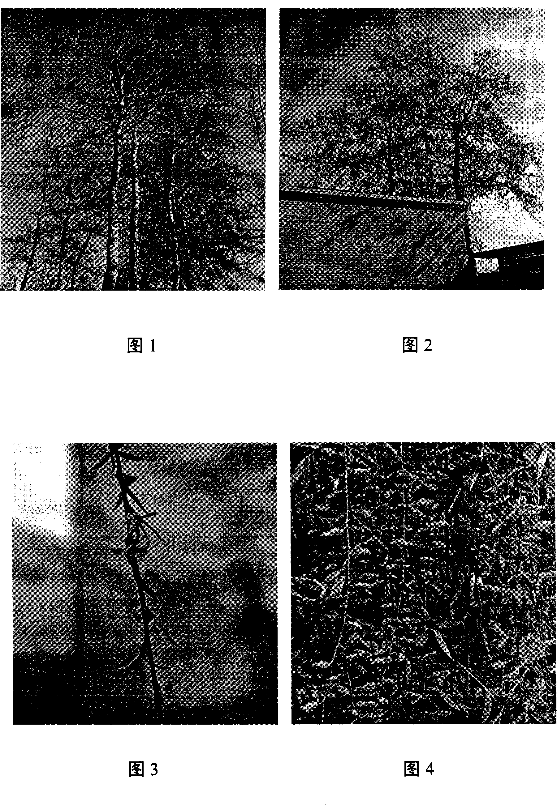 Flying-batt of Poplar and willow treatment method