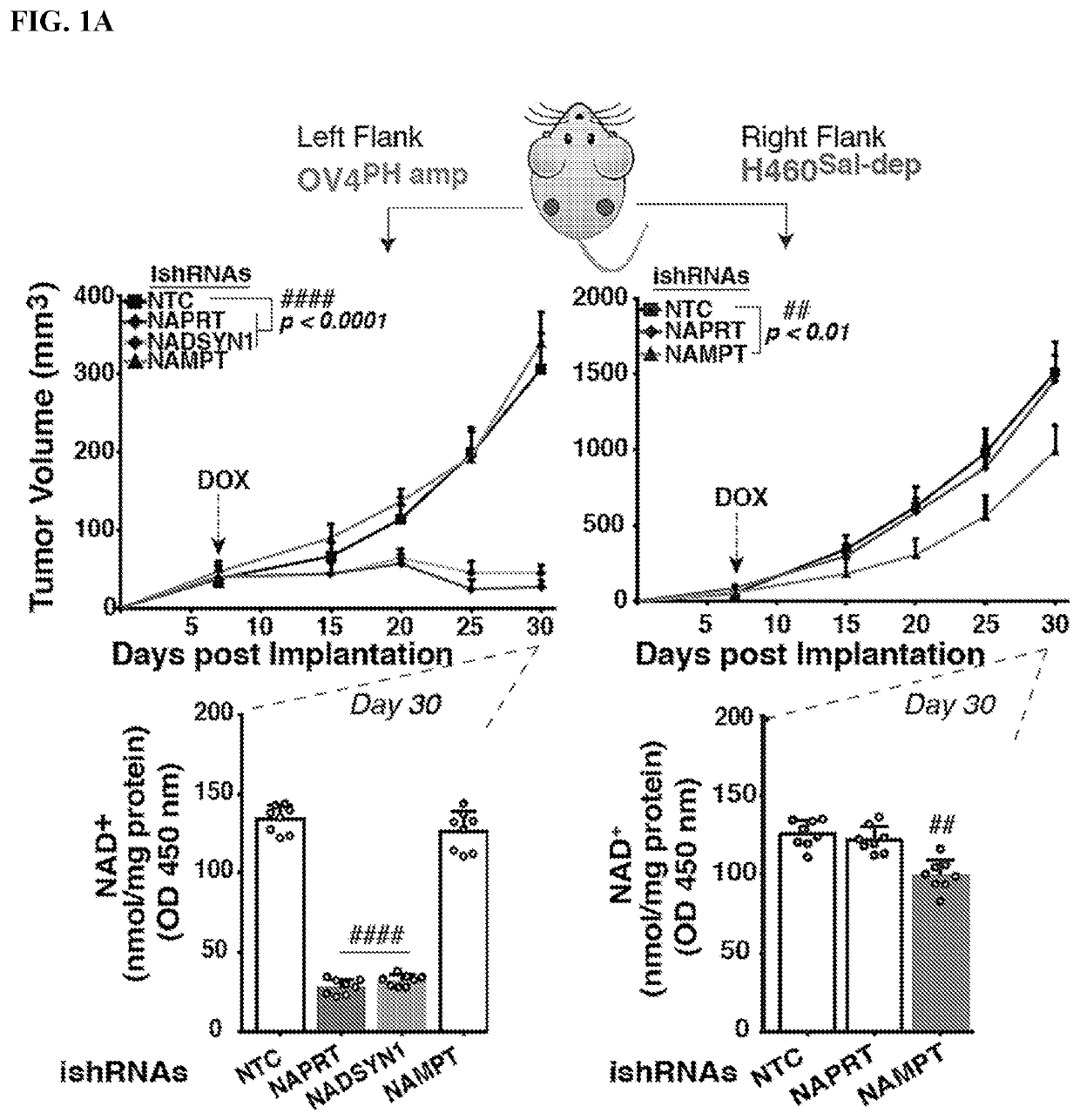 Targeting nad biosynthesis in the treatment of cancer