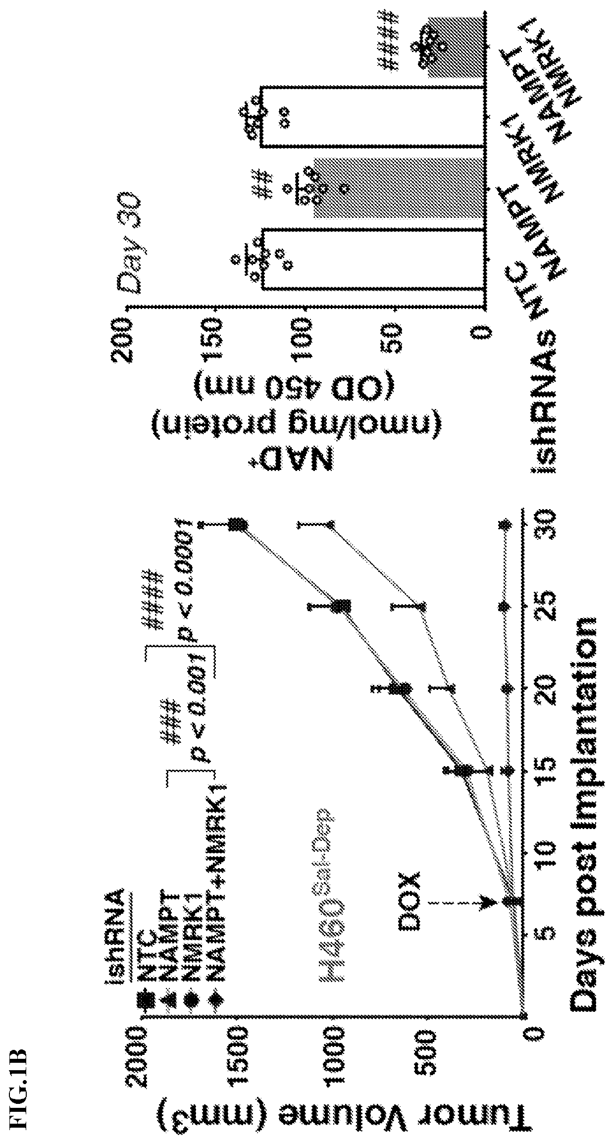 Targeting nad biosynthesis in the treatment of cancer