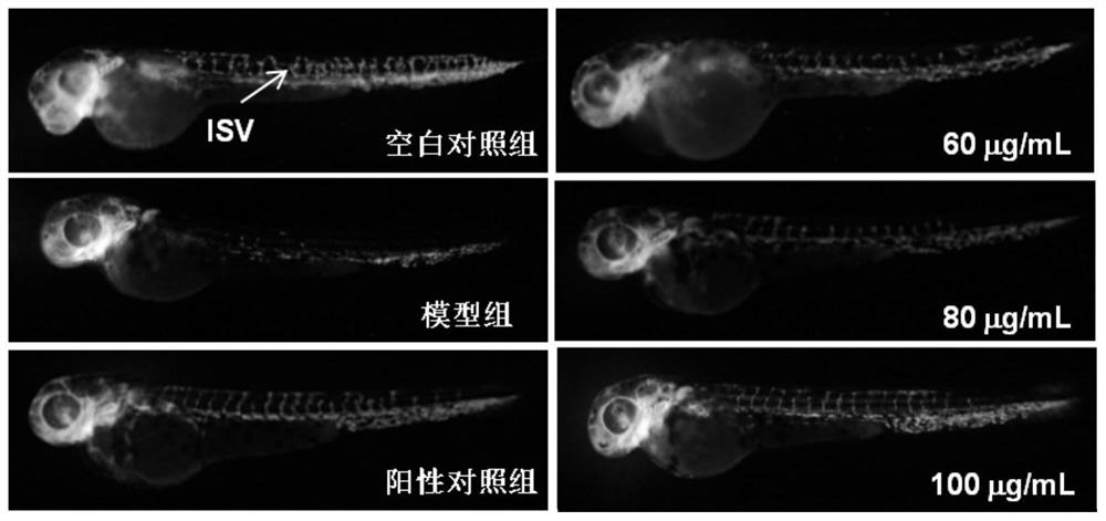 Application of marine-derived phospholipid on aspect of accelerating angiogenesis