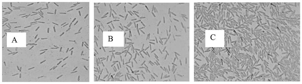 Induced destruction of anthracnose spore-forming medium, preparation method and method for inducing spore-forming