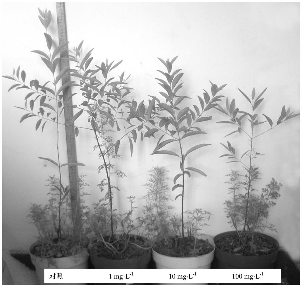 A chemical regulation method to improve the quality and resistance of sandalwood seedlings
