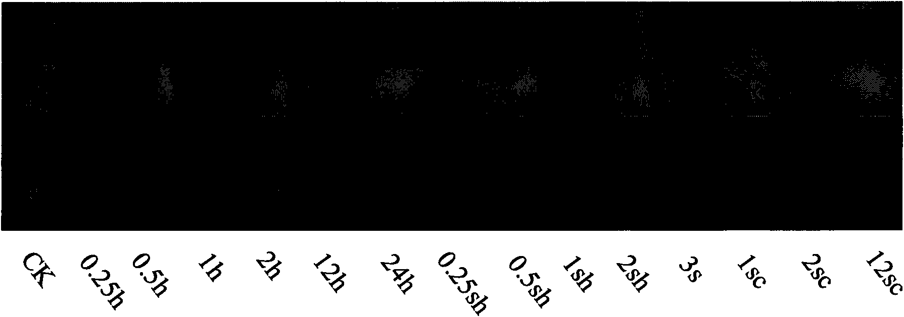 Protein related to heat resistance property and coding gene and application thereof