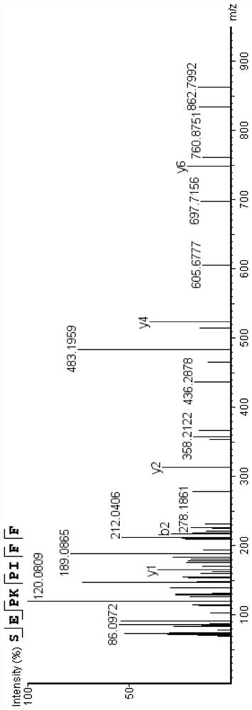 Bioactive peptide SEPKPIFF as well as preparation method and application thereof