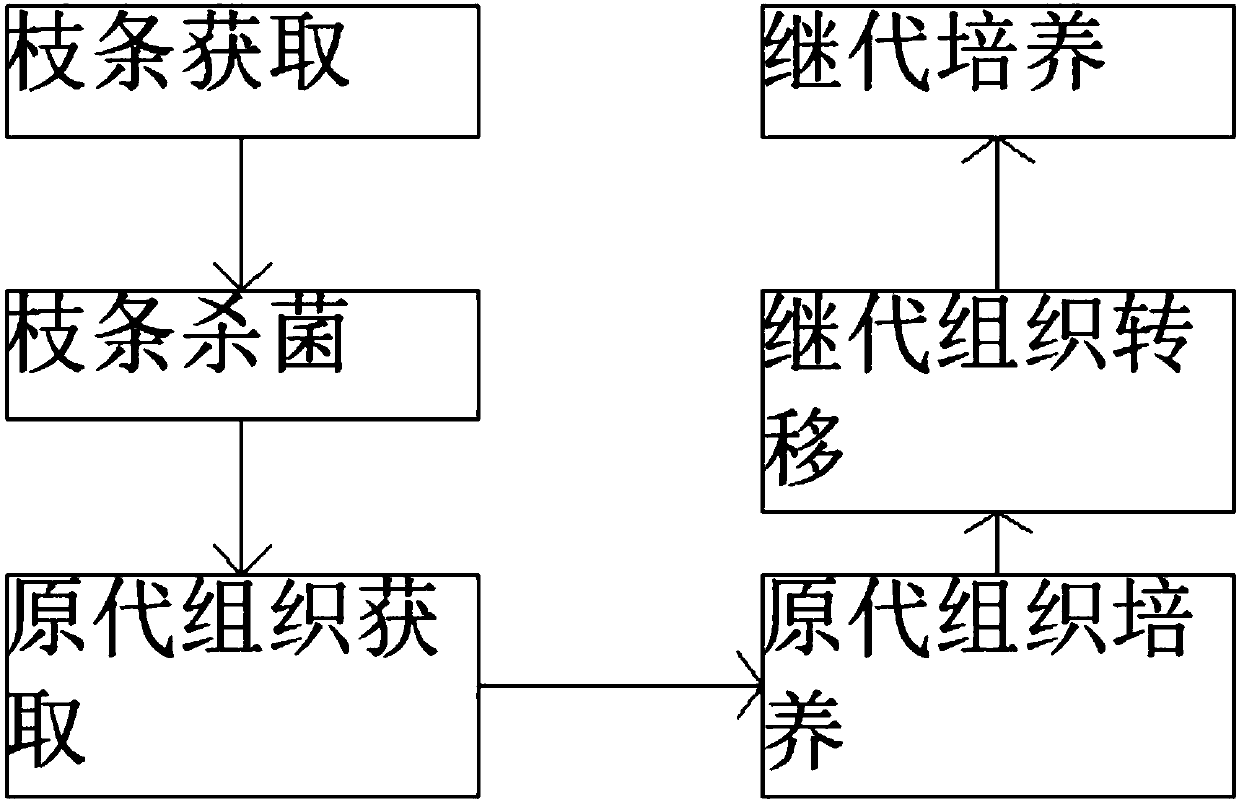 Subculture method of tamarix chinensis tissue culture seedling