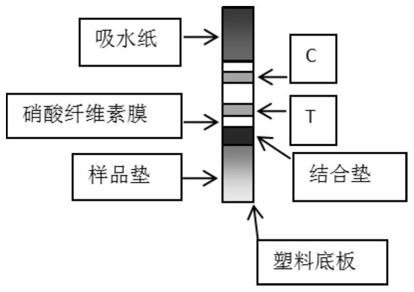 Diphenhydramine colloidal gold test strip and kit thereof