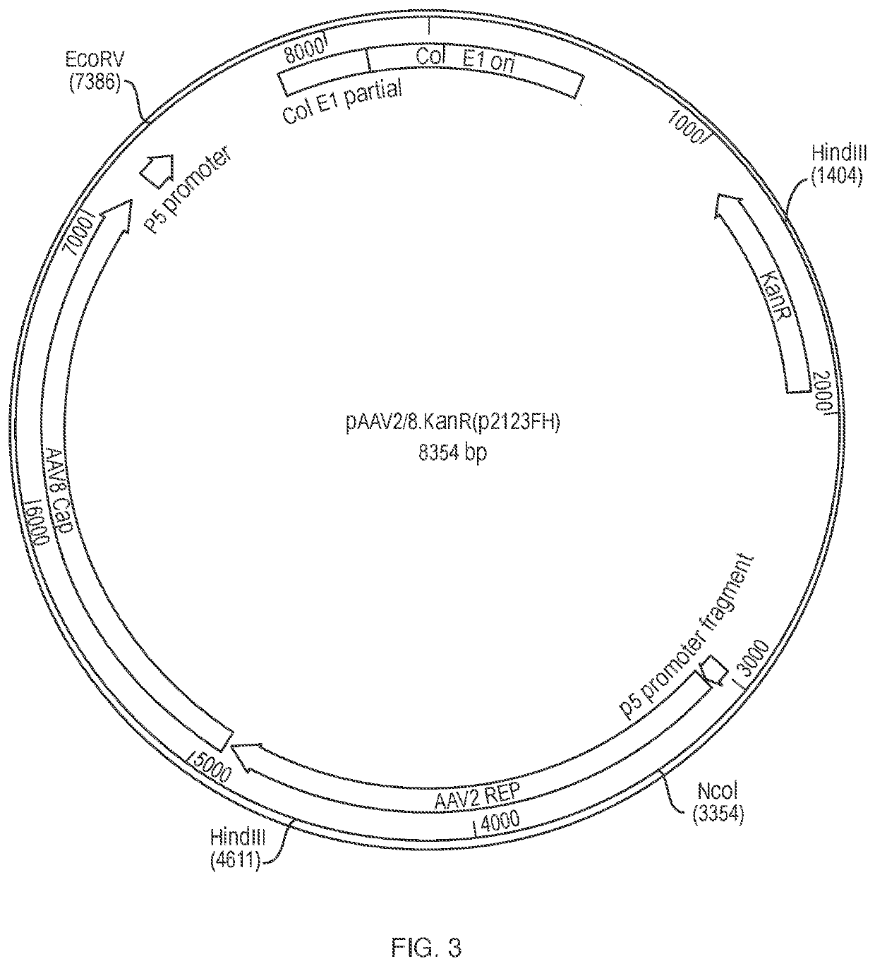 Gene therapy constructs for treating wilson disease