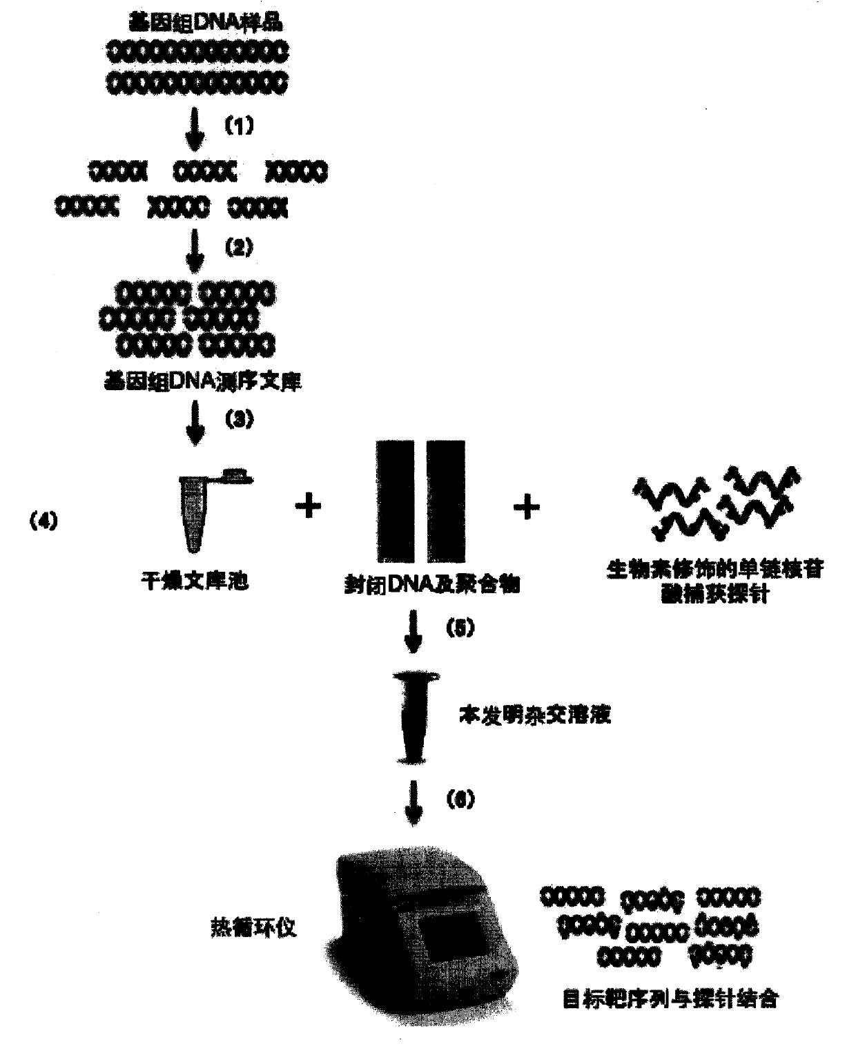 Liquid-phase hybrid capture enriching liquor for genome DNA sequencing library and hybrid method adopting liquid-phase hybrid capture enriching liquor