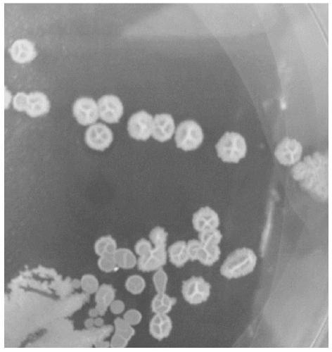 Bacillus subtilis, application thereof, and enzyme preparation