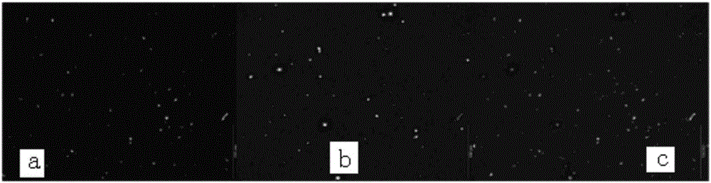 Method for breeding AA-high-producing strains by utilizing protoplast fusion and combining with fusant screening through fluorescence staining