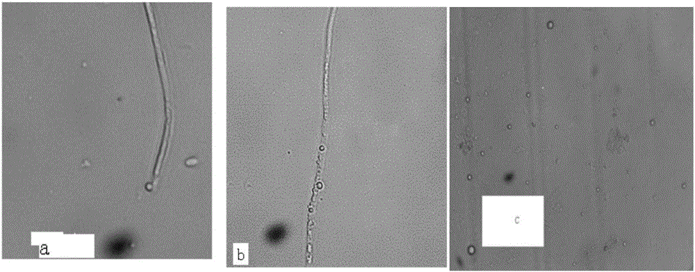 Method for breeding AA-high-producing strains by utilizing protoplast fusion and combining with fusant screening through fluorescence staining