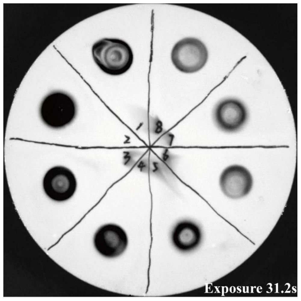 A method for screening non-integrating attenuated Listeria strains highly expressing foreign proteins