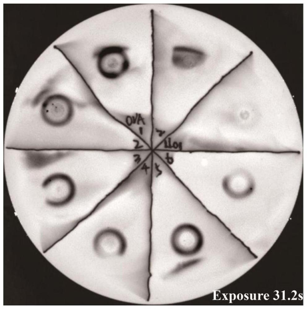 A method for screening non-integrating attenuated Listeria strains highly expressing foreign proteins