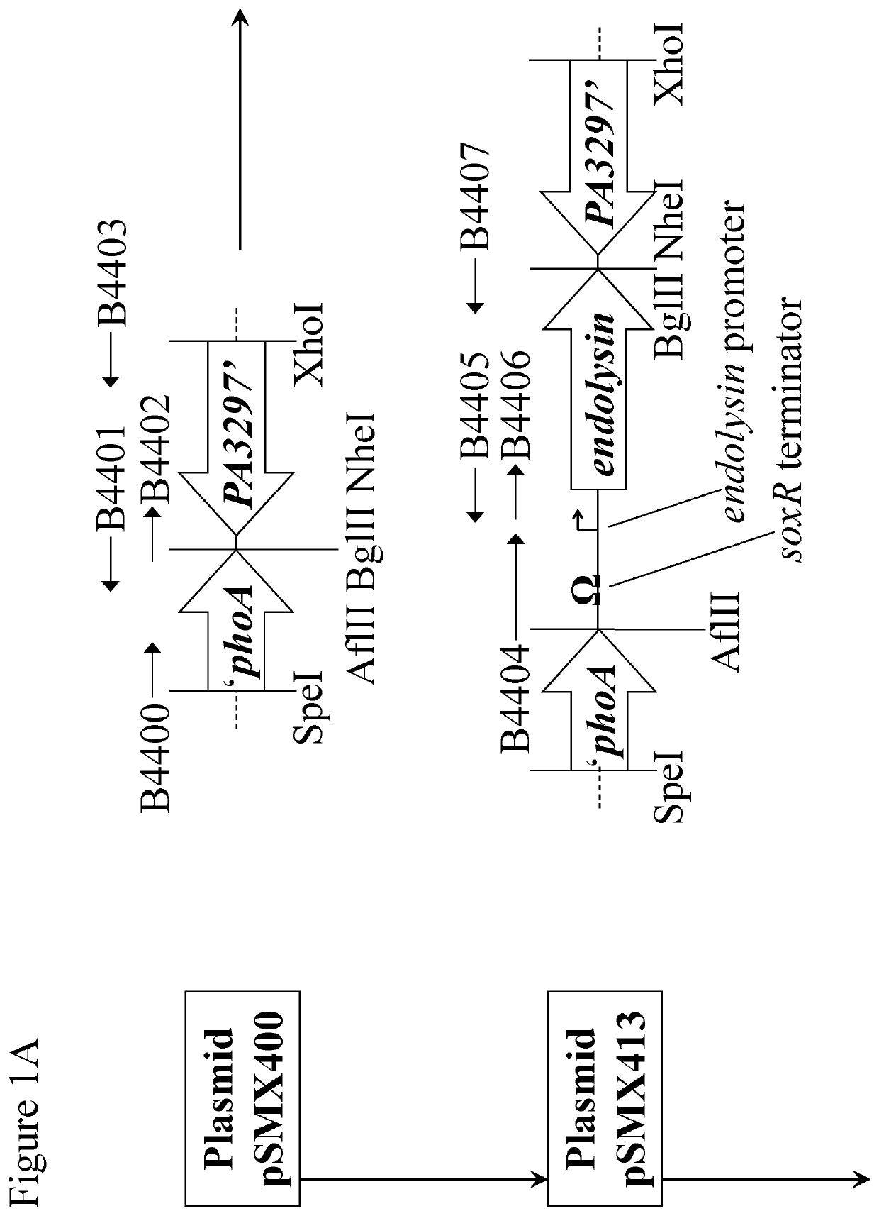 Multiple host range bacteriophage with different tail fibres