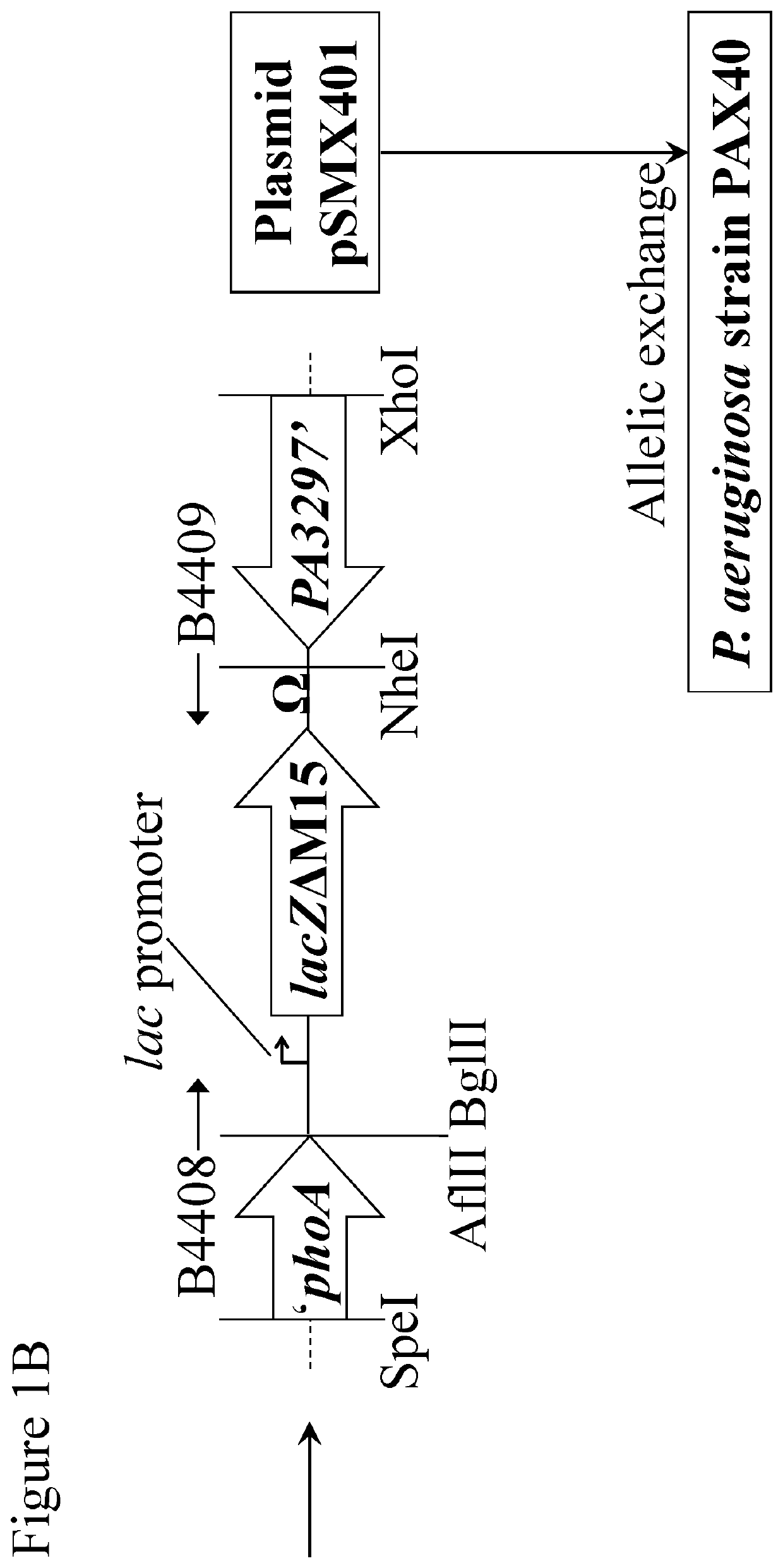 Multiple host range bacteriophage with different tail fibres