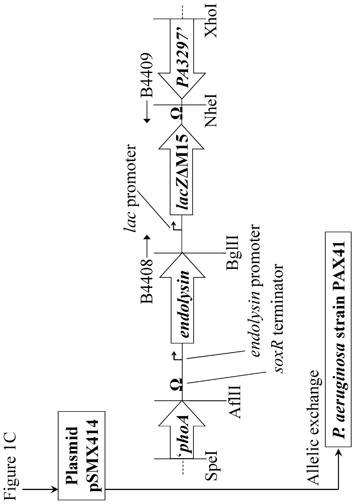 Multiple host range bacteriophage with different tail fibres