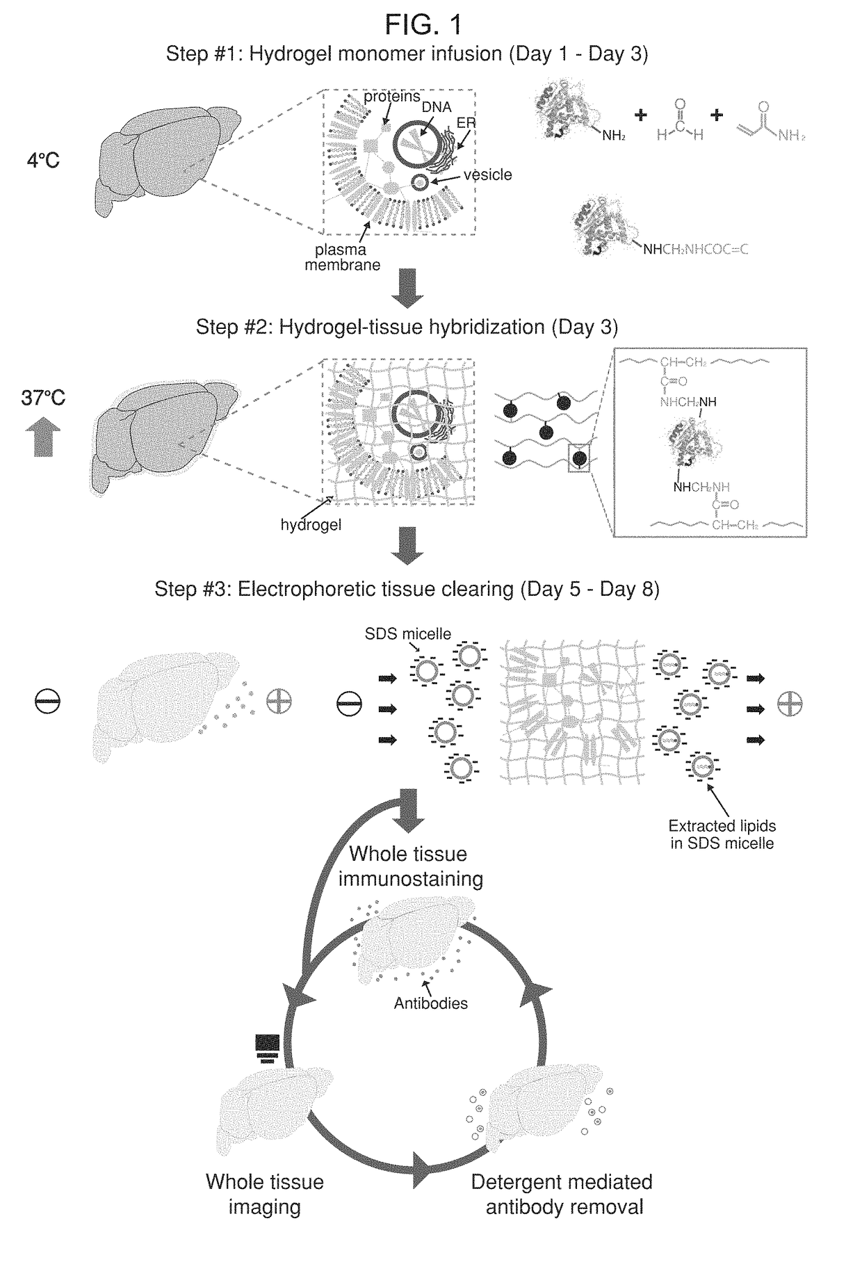 Methods and Compositions for Preparing Biological Specimens for Microscopic Analysis