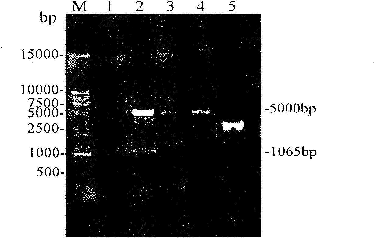 Broad-spectrum chemokine receptor antagonistic polypeptide and application thereof