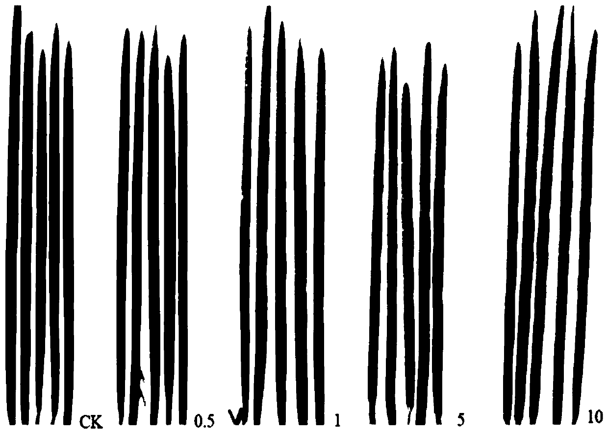 Method for determining virulence of bactericide to wheat stripe rust