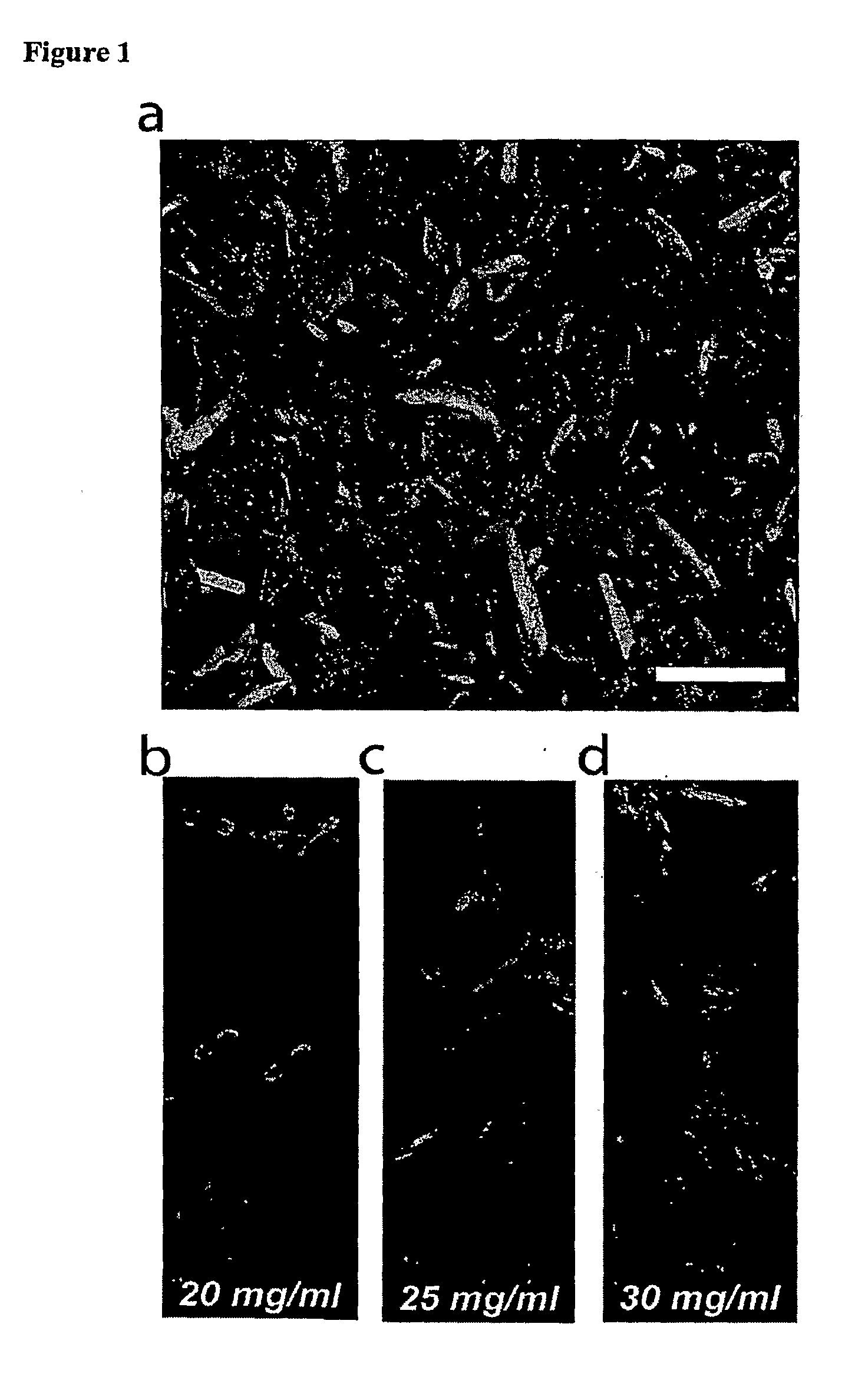 Tissue Sample Preparation and MALDI MS Imaging Thereof