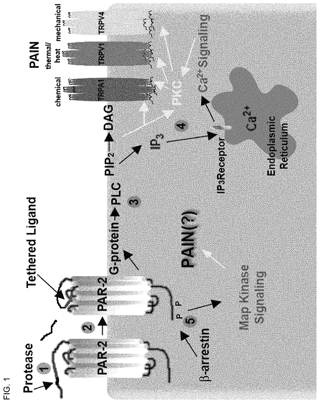 PAR2 mimetic peptides and uses thereof