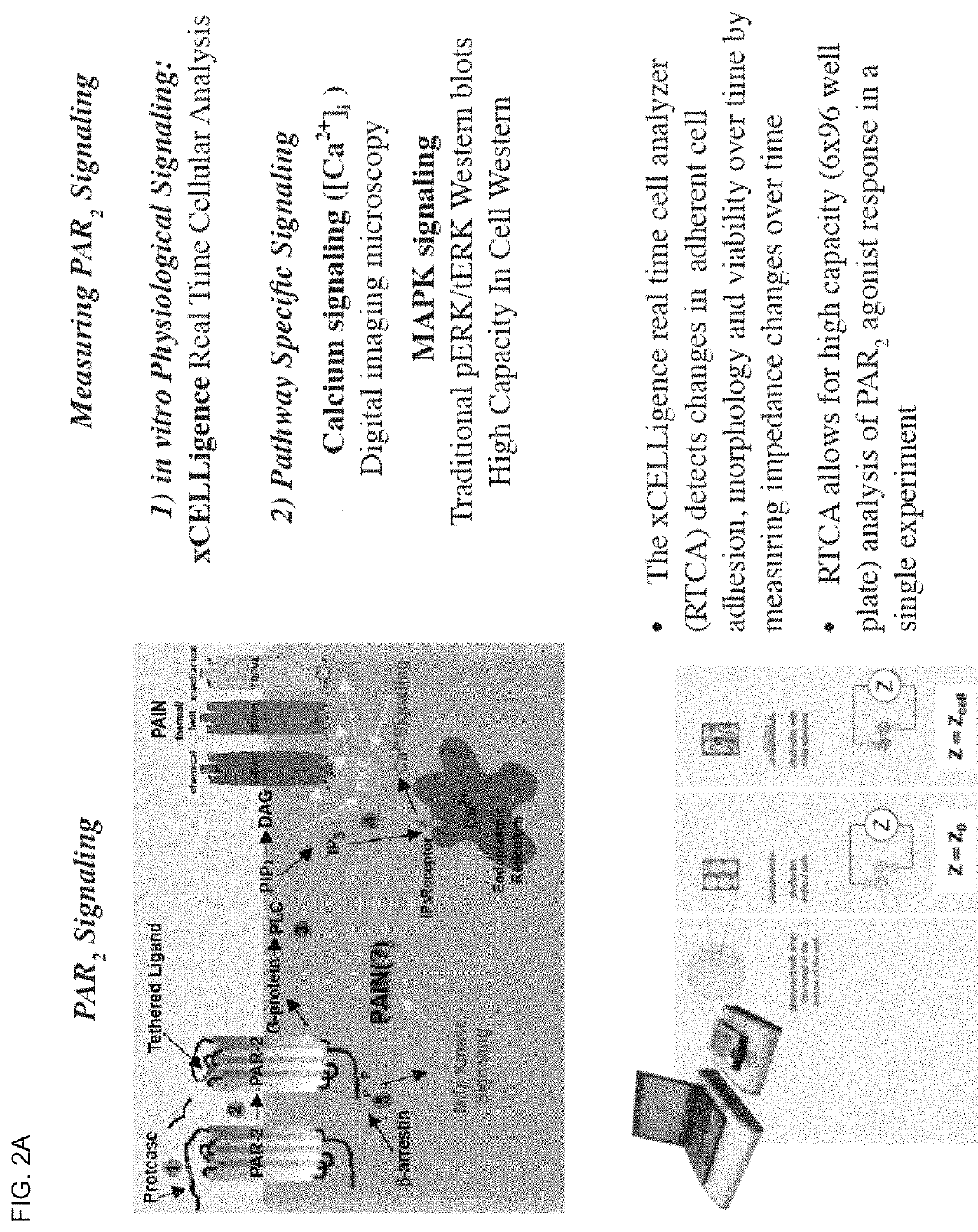 PAR2 mimetic peptides and uses thereof