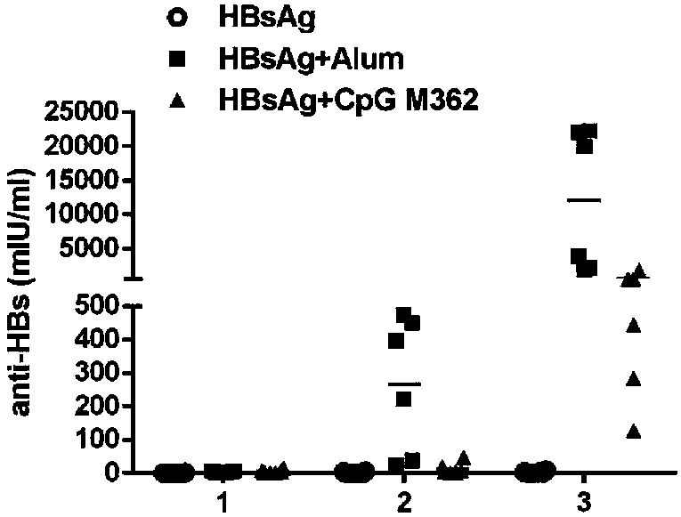 Application of C-type CpG in HBV preventive and therapeutic vaccines as adjuvant and preparation method of HBV preventive and therapeutic vaccines