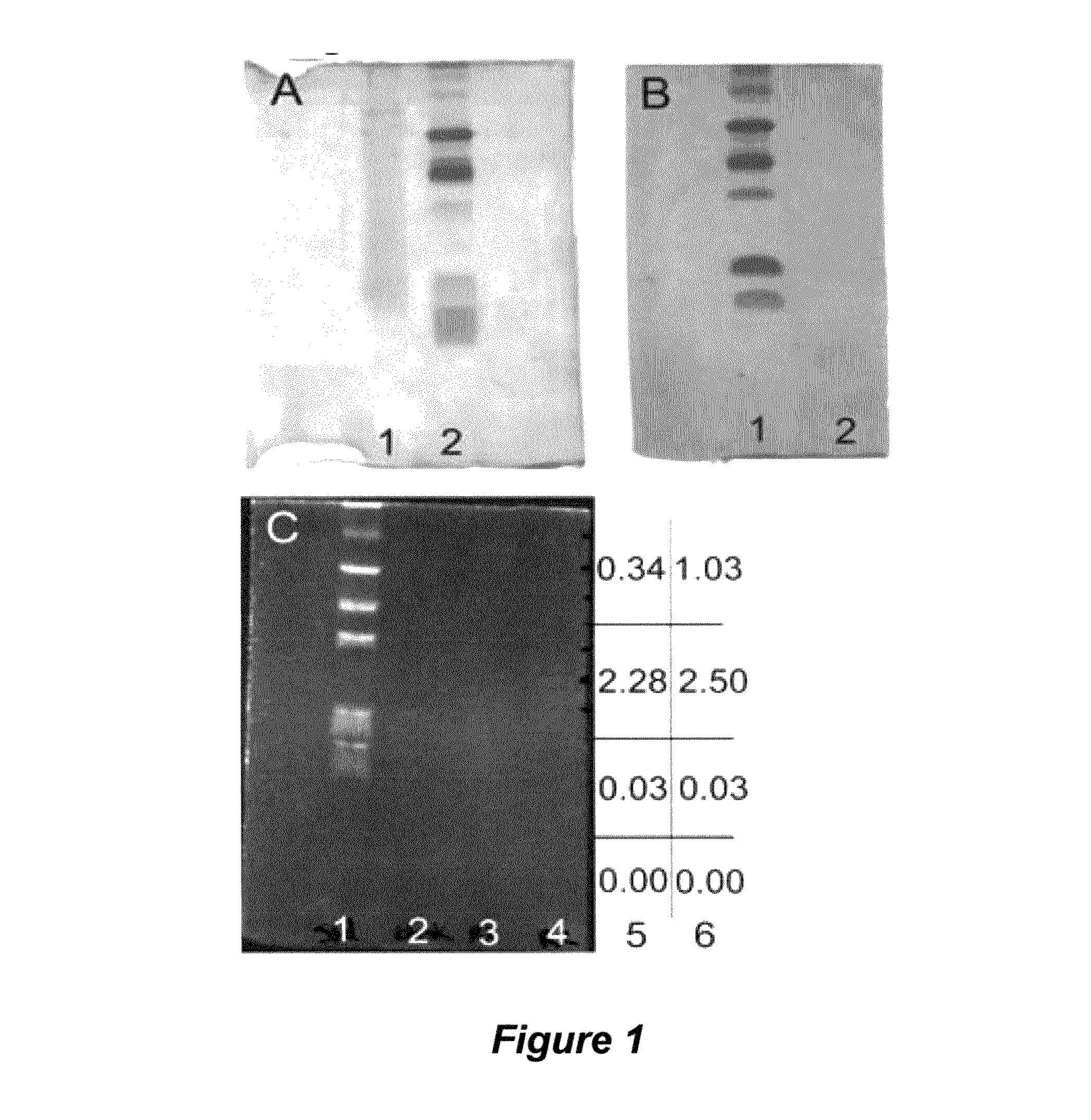 Saccharide antifreeze compositions